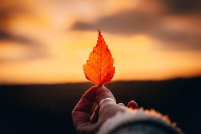The Last Leaf Thumbnail